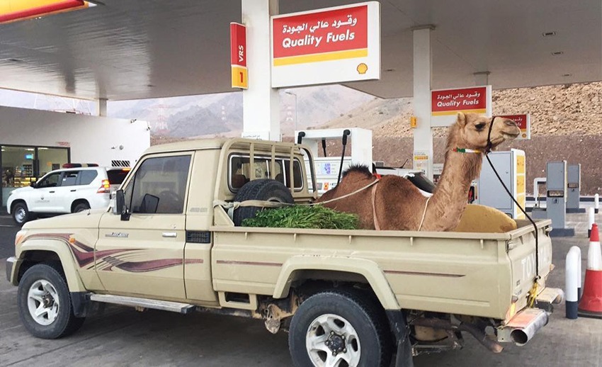 1 Camel in pickup by Mehler