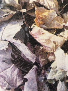 Leaf Litter Detail