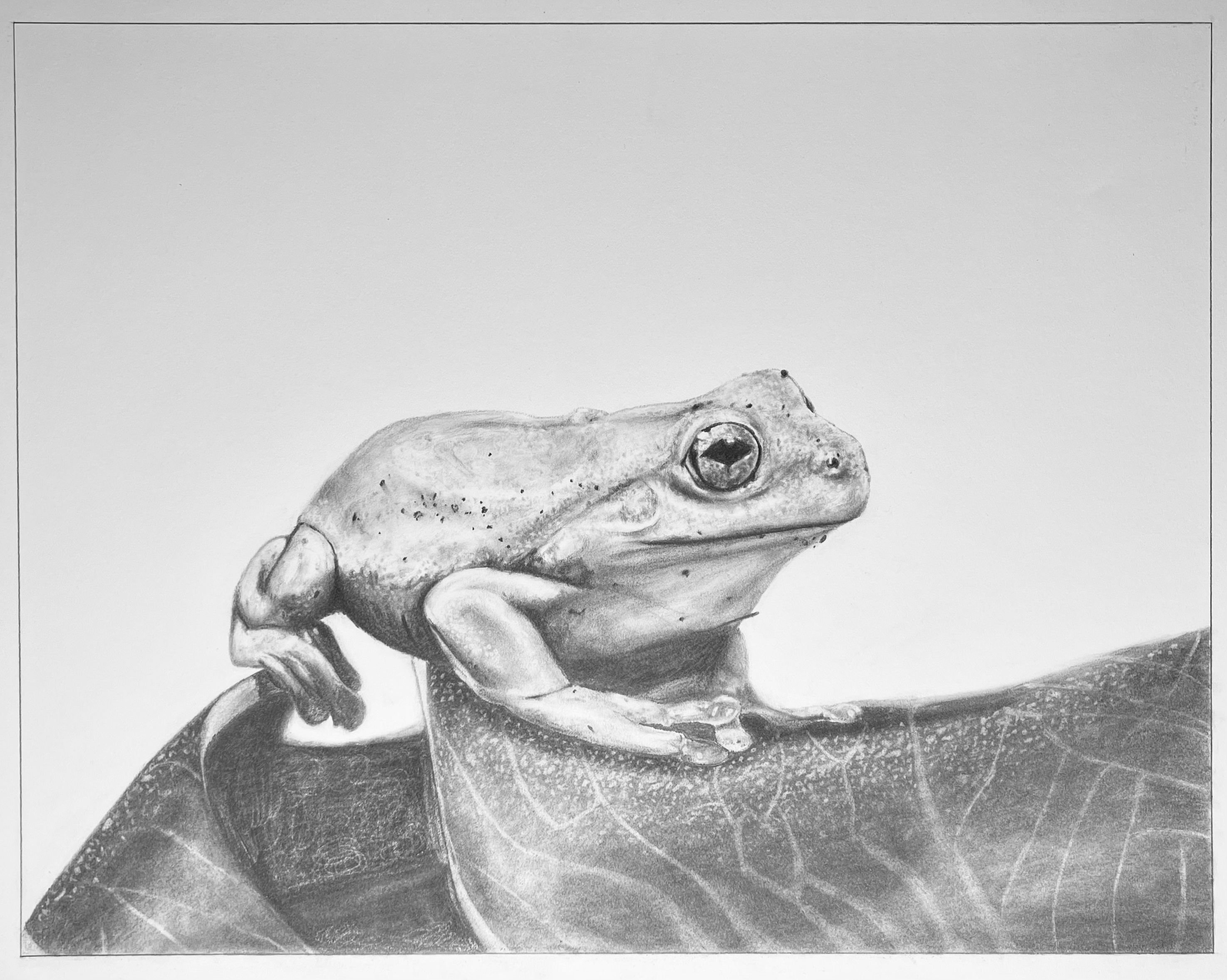 graphite drawing of a frog