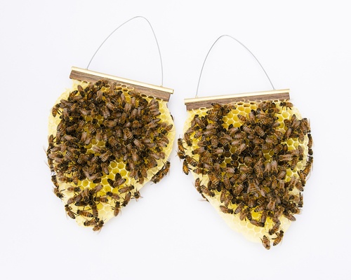 Muir Beekeeper s Earrings