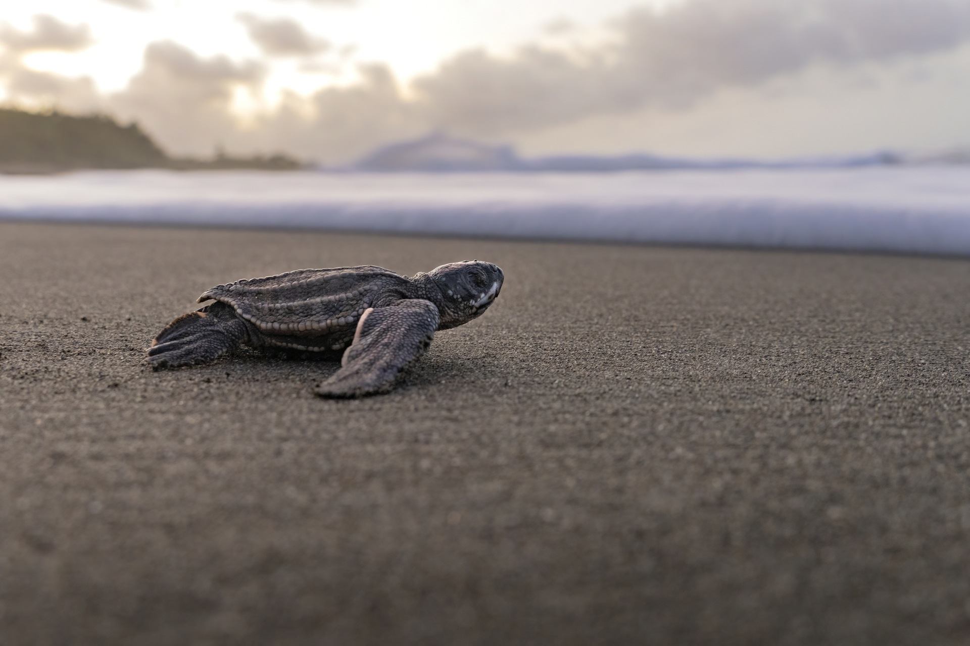 turtle on sand walking towards ocean