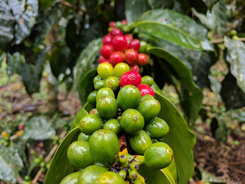 coffea-plant