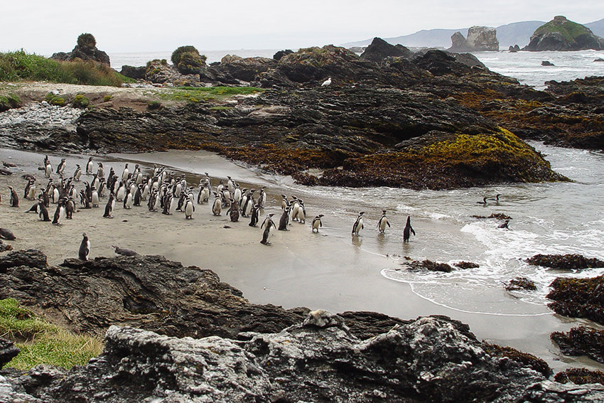 A colony of Magellanic penguins from Chile