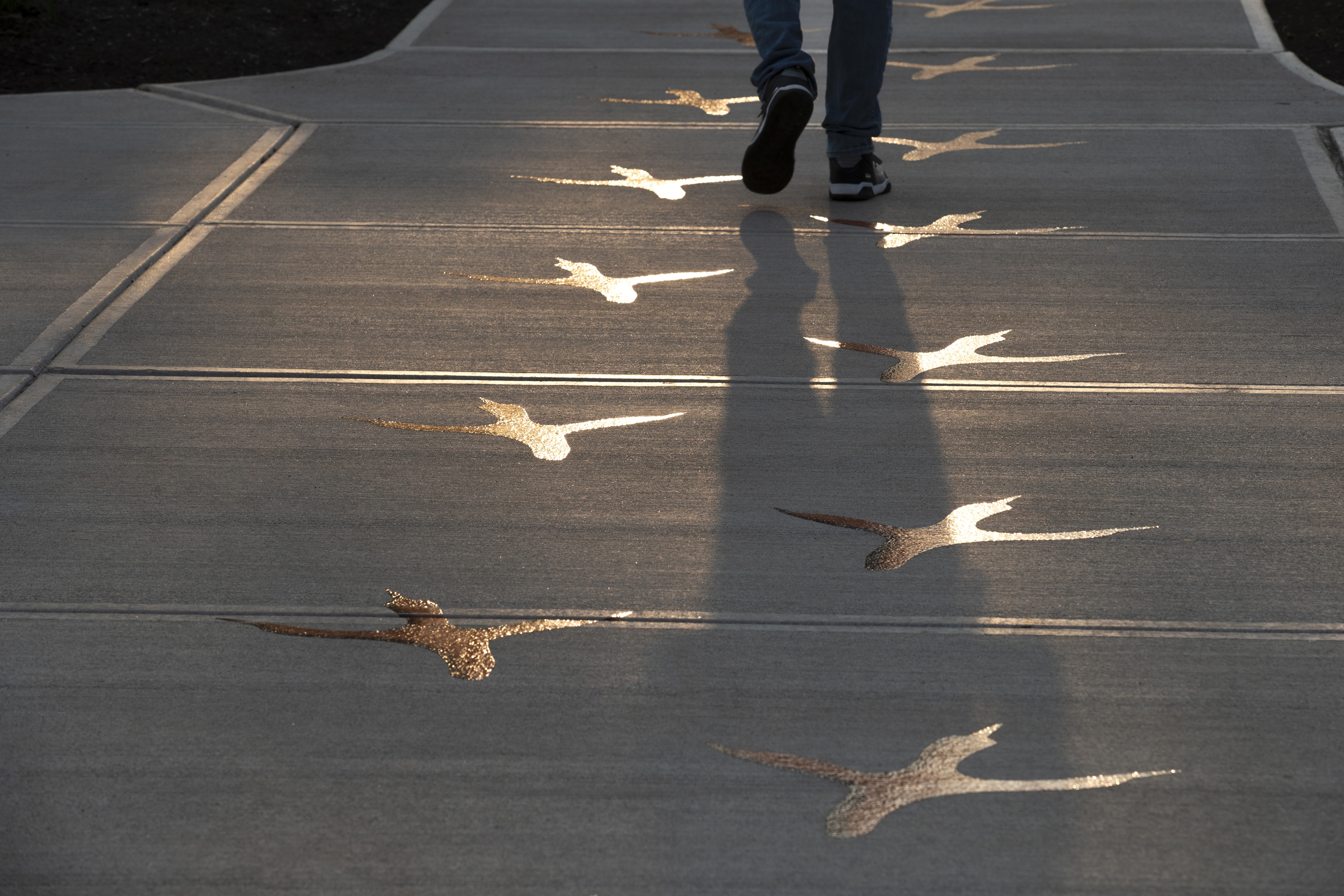 Student walking on campus on the falcon prints on a sidewalk