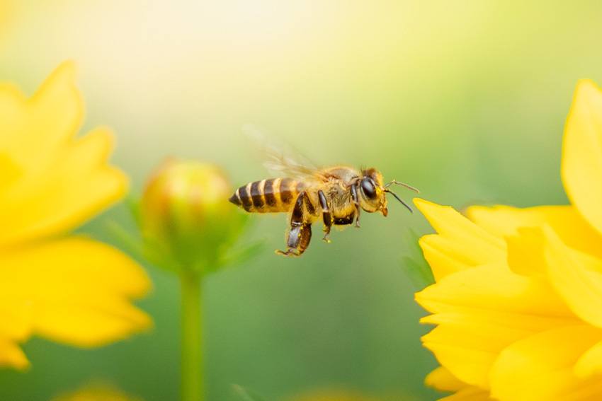 Are pollinators sensitive to climate change, urbanization?