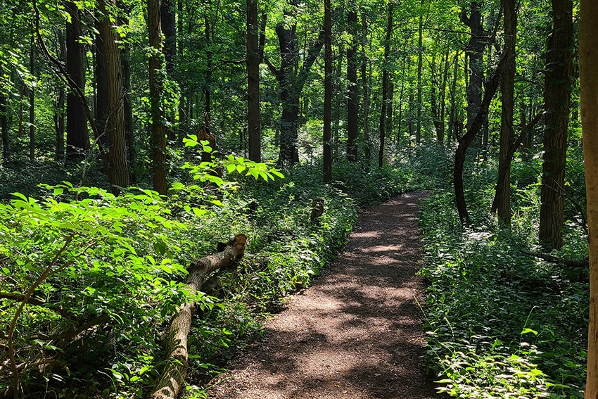 hiking trail at the park