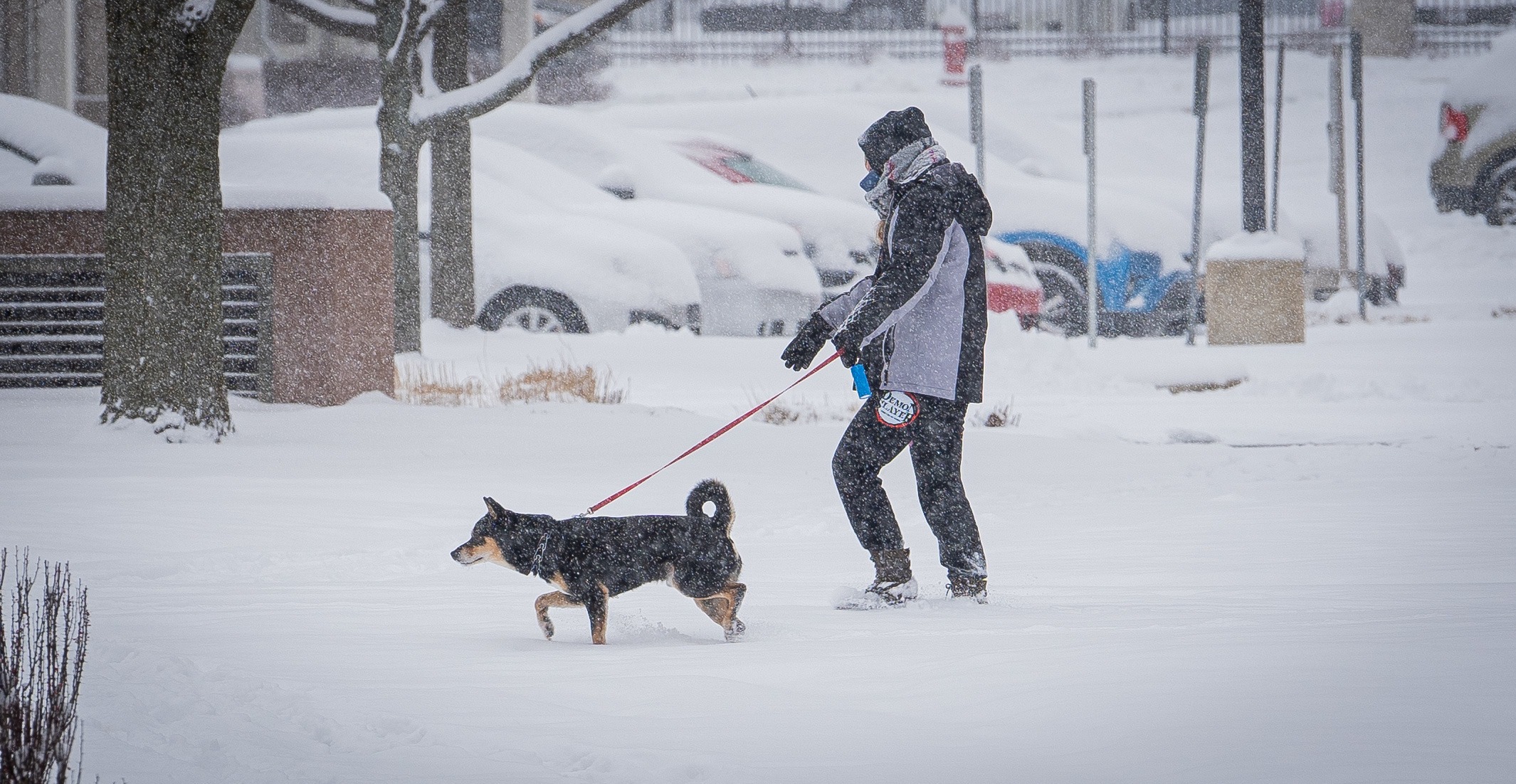 The snow doesn't slow down a dog going on a walk across campus. 