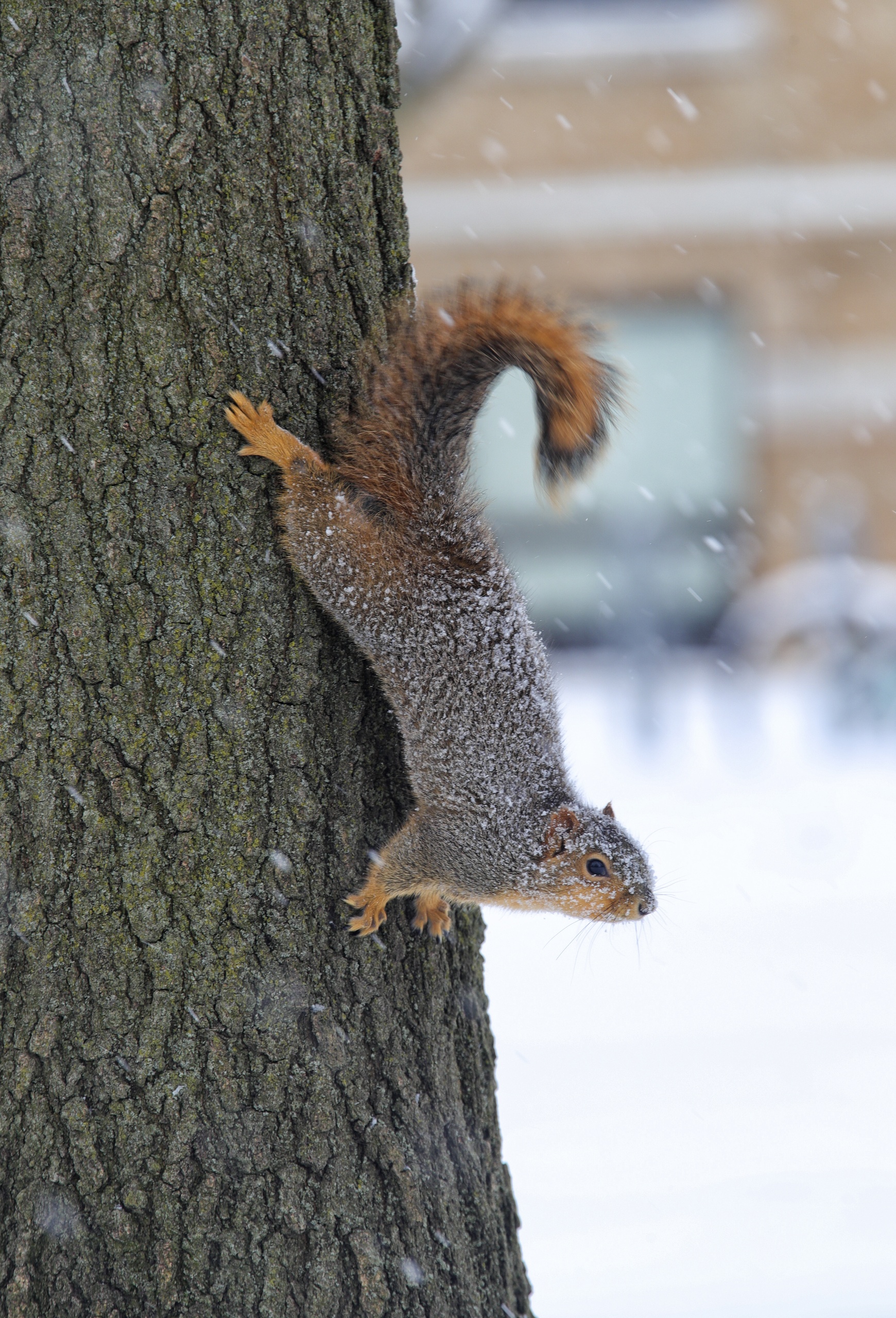 Even the squirrels were covered in snow climbing down a tree. 