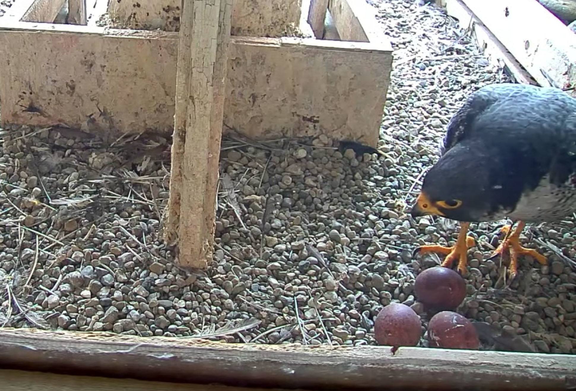 Peregrine falcons have returned to Bowling Green for 12th year in a row