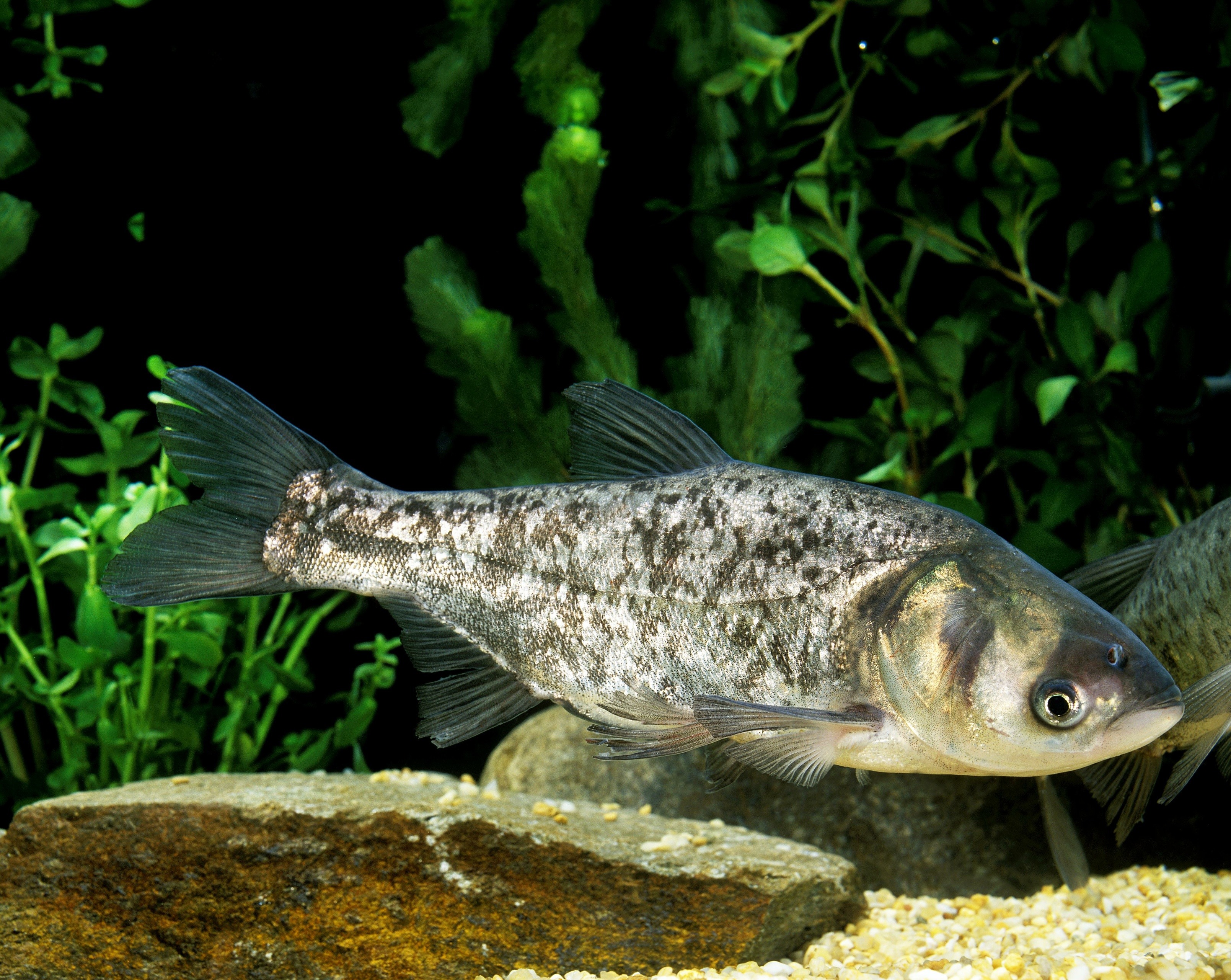 A silver carp