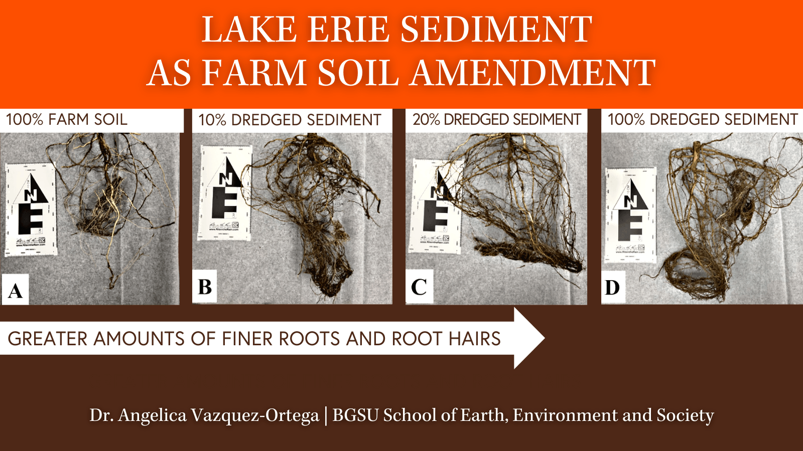 Infographic shows four sets of soybean root systems from left to right. The left-most soybean plant had no dredge applied and has a small root system. A second soybean plant had 10% dredged sediment applied and has a larger root system. A third soybean plant had 20% dredged sediment applied and has an even larger root system. A fourth soybean plant had 100% dredged sediment applied and has the largest root system of the four. 