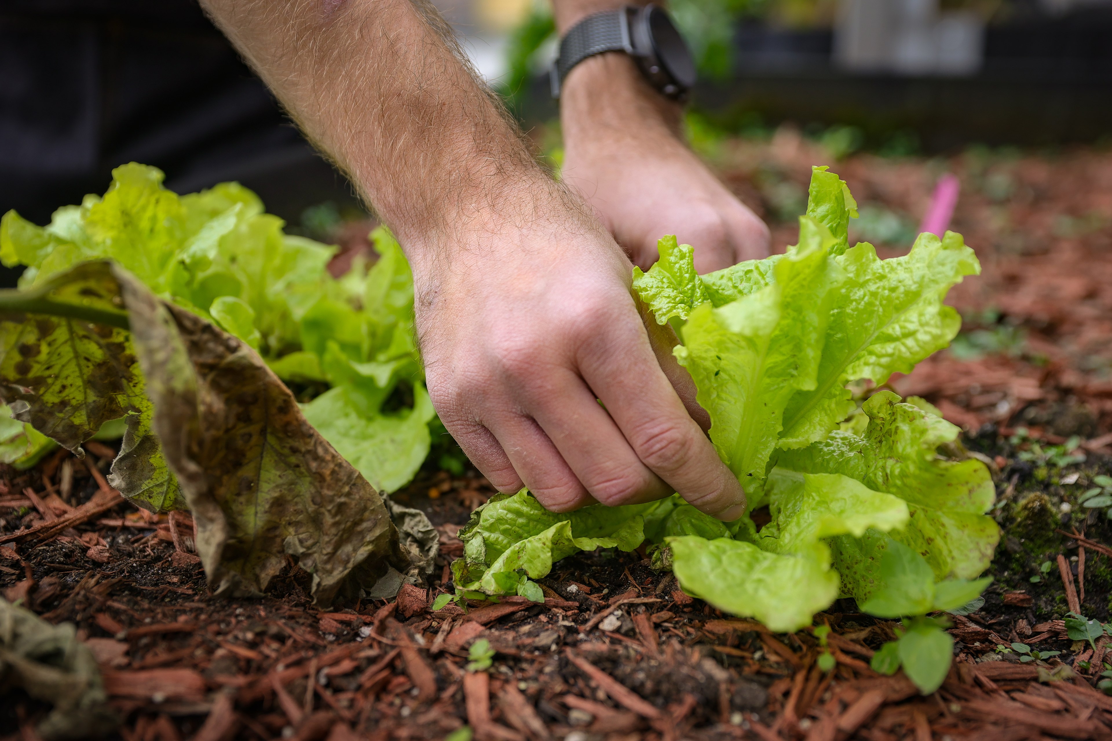 chef picking lettuce from a garden