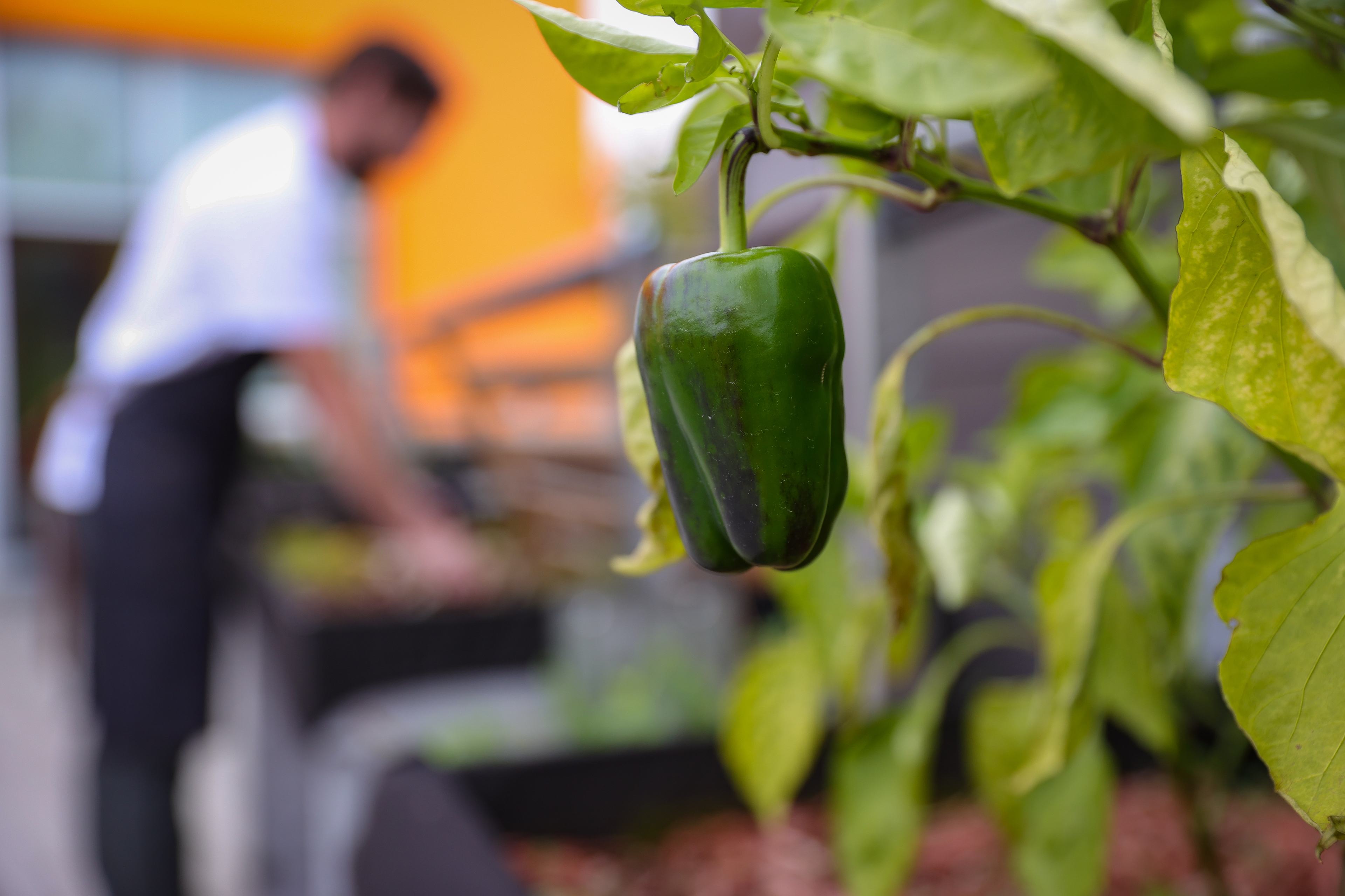 green pepper hanging in a garden