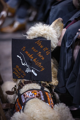 Graduation cap worn by service dog reads, "Now it is our turn to make history"