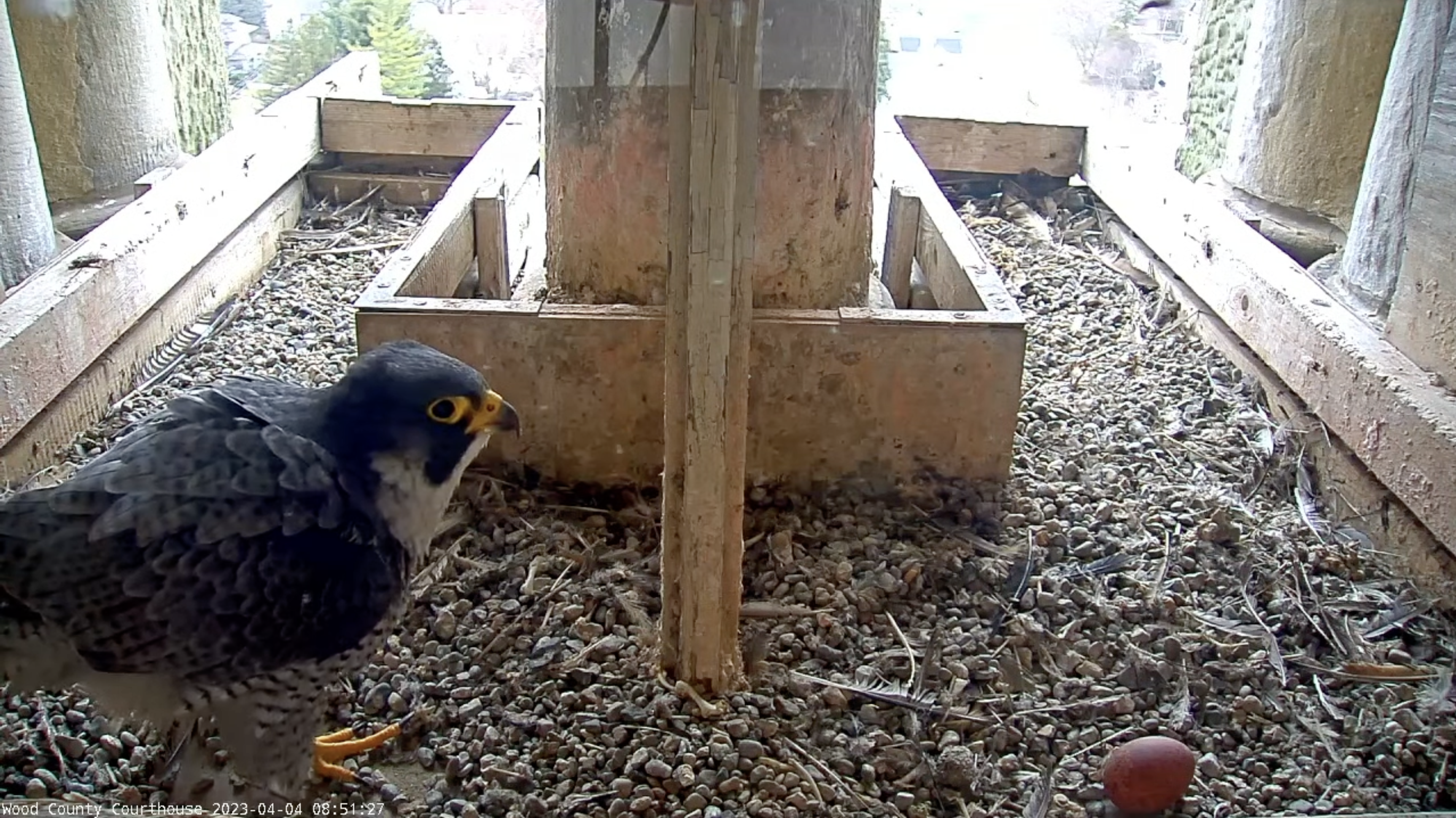 Female peregrine falcon stands next to an egg 