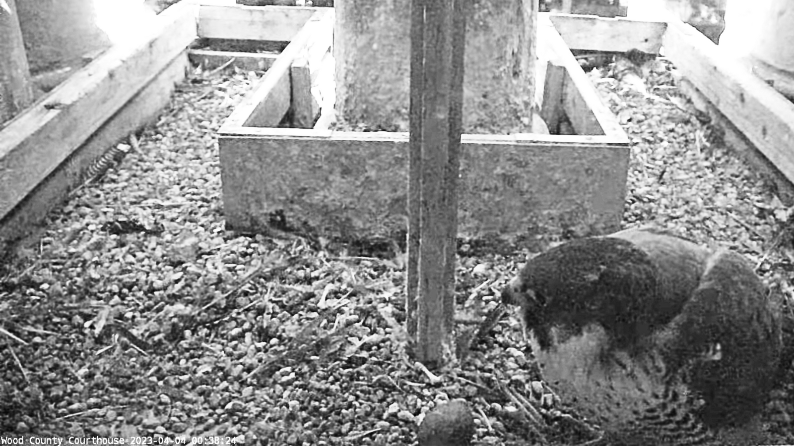 Falcon egg laid in Wood County Courthouse clock tower on April 4, 2023