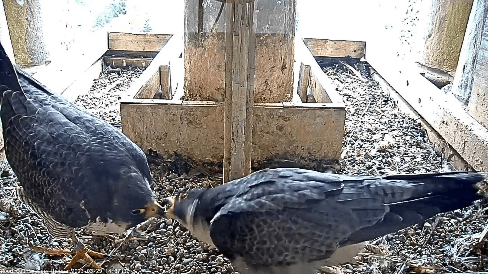Peregrine falcon male feeds female falcon 