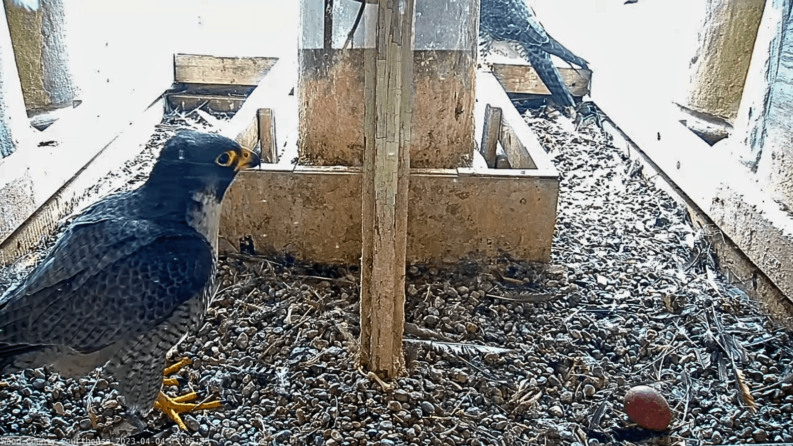 Peregrine falcons in nest box with one egg