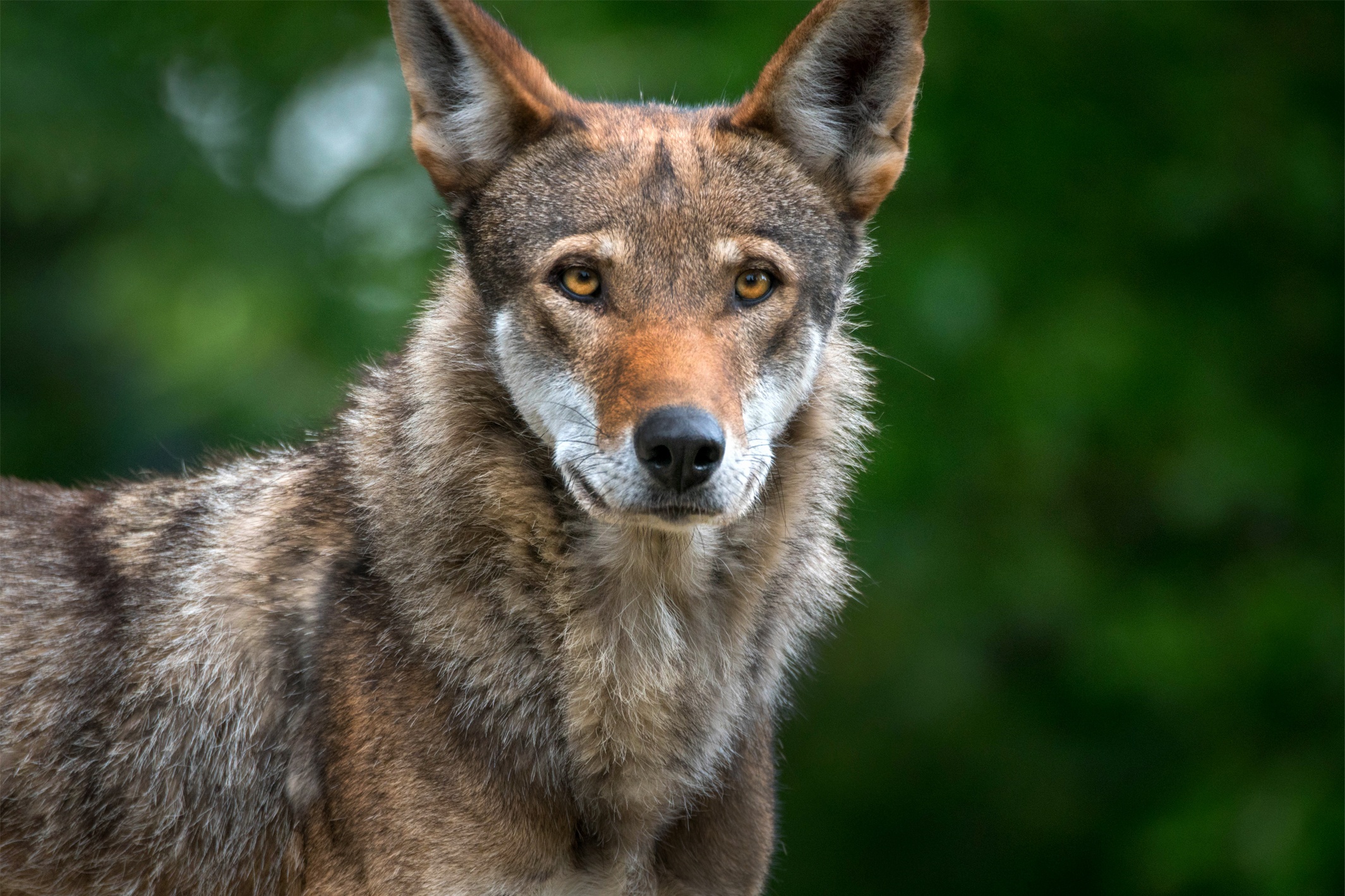 American red wolf