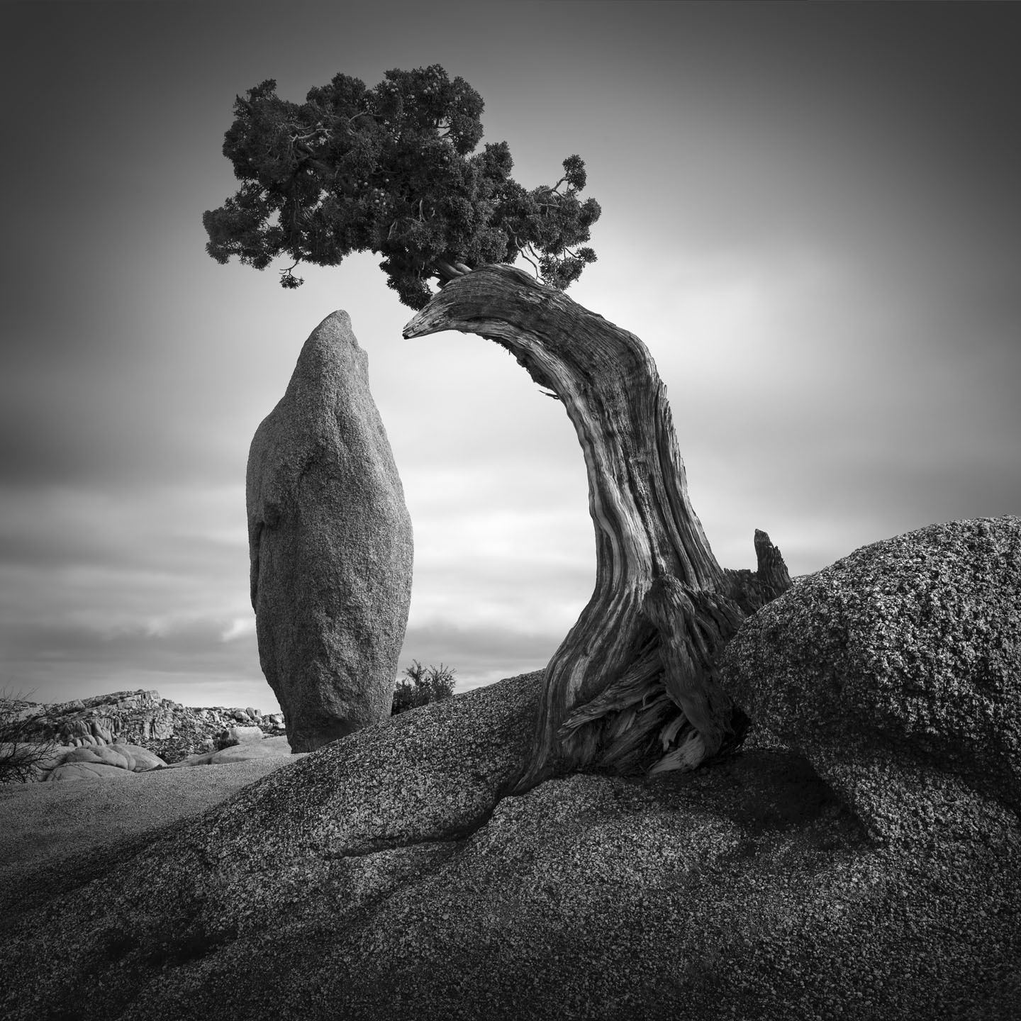 Black and white photo shows a large oval-shaped boulder standing to the left of a tall bare tree trunk with leaves peeking out of the top. Photo was taken at Joshua Tree National Park.