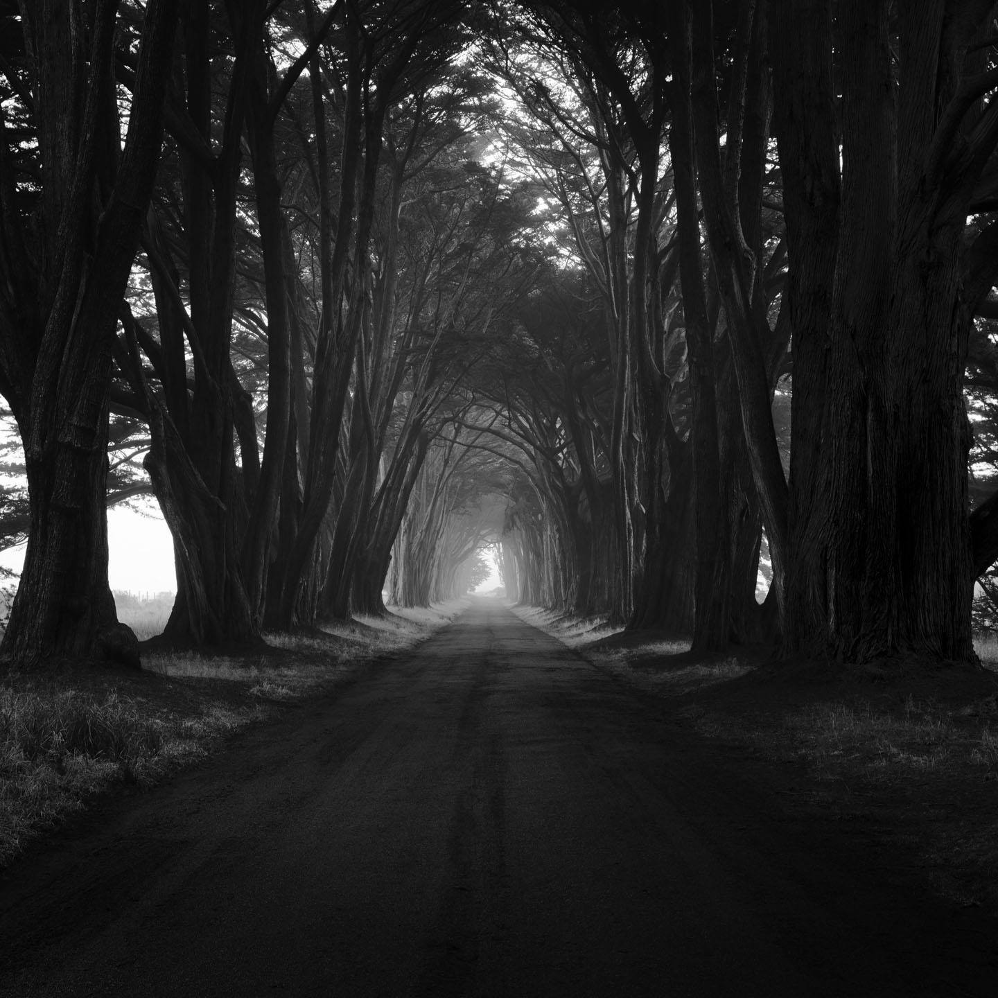 Black and white image of a tunnel formed by cypress trees