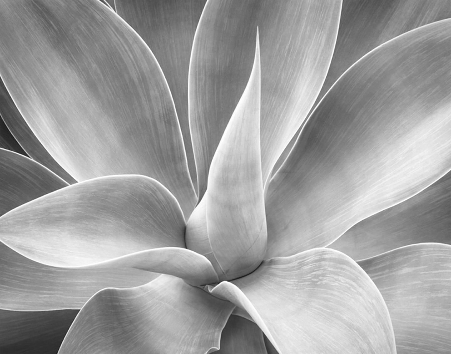Black and white close-up photo of an agave plant