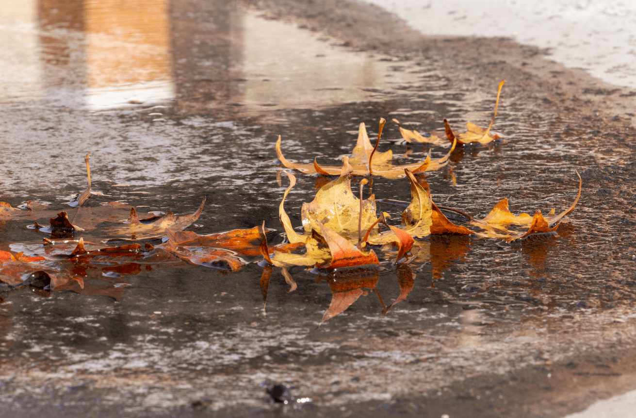 Yellow maple leaves float in a puddle on campus