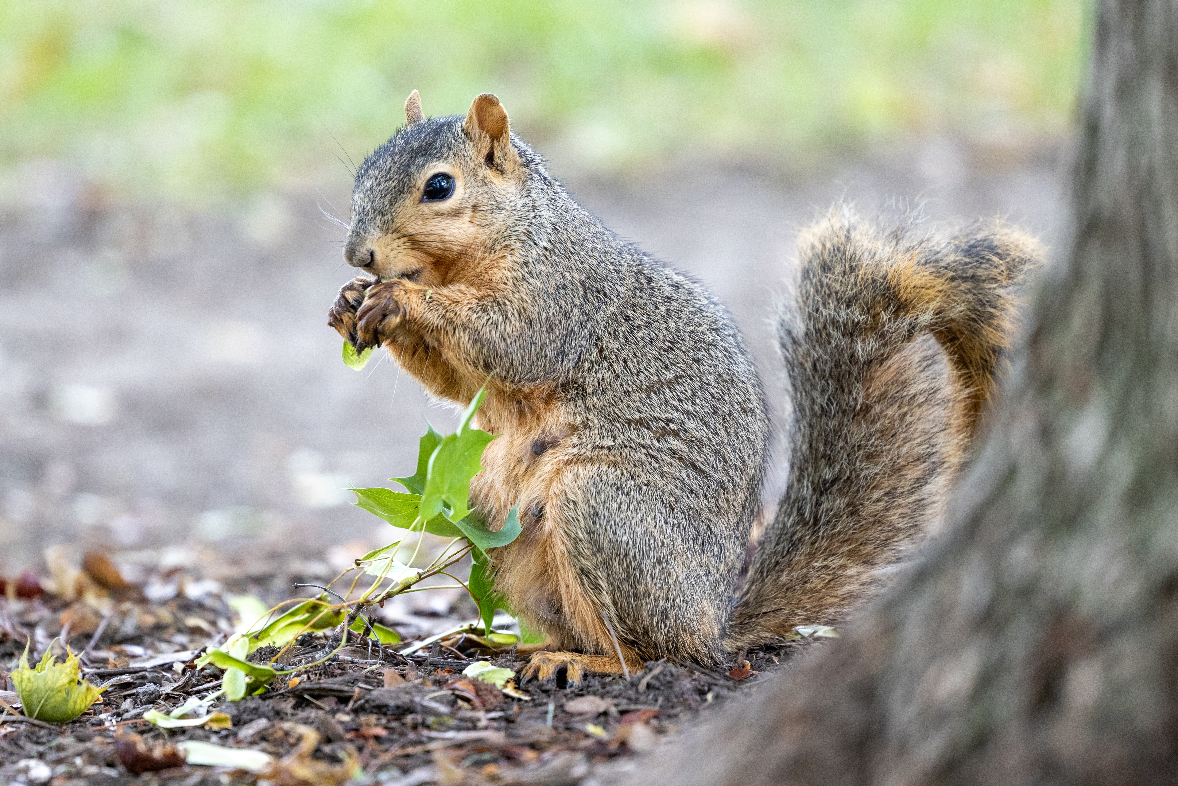 closeup of a brown squirrel eating on campus