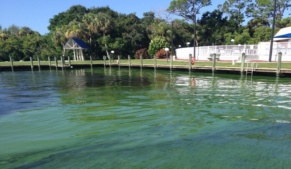 A water source with green algae.