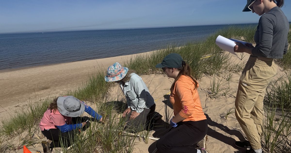 BGSU scientist studying natural ally in battle against Lake Michigan coastal erosion