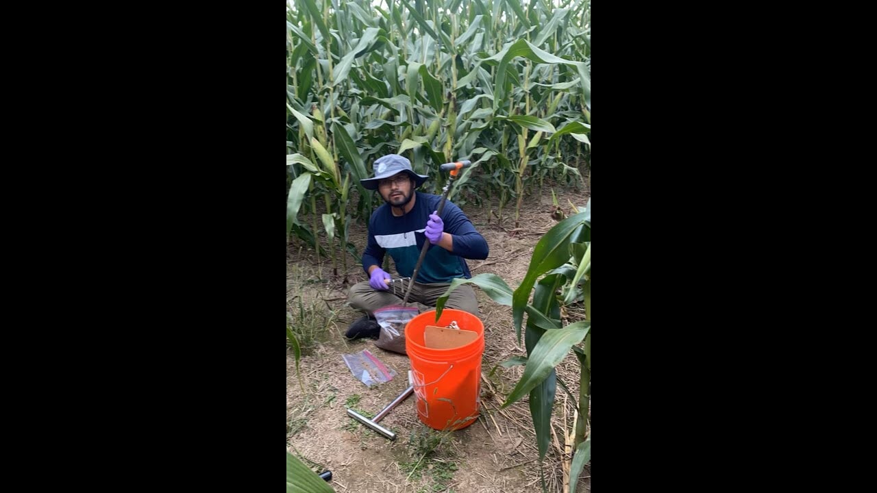 A researcher collects data in a corn field.