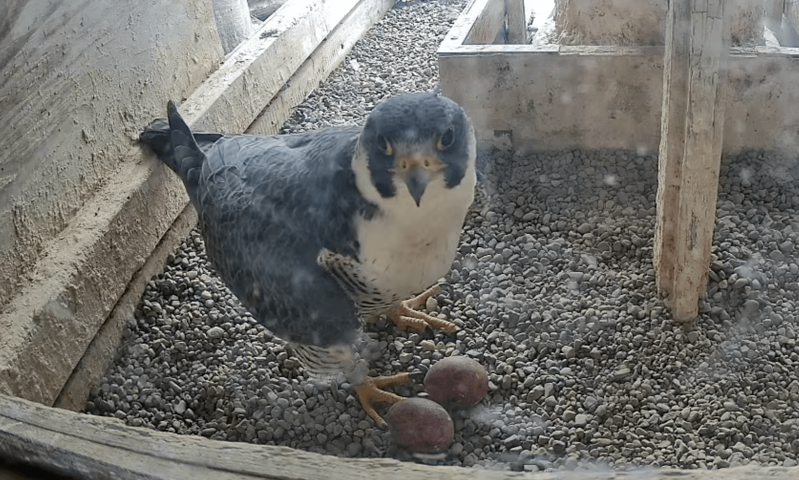 Falcon over two eggs