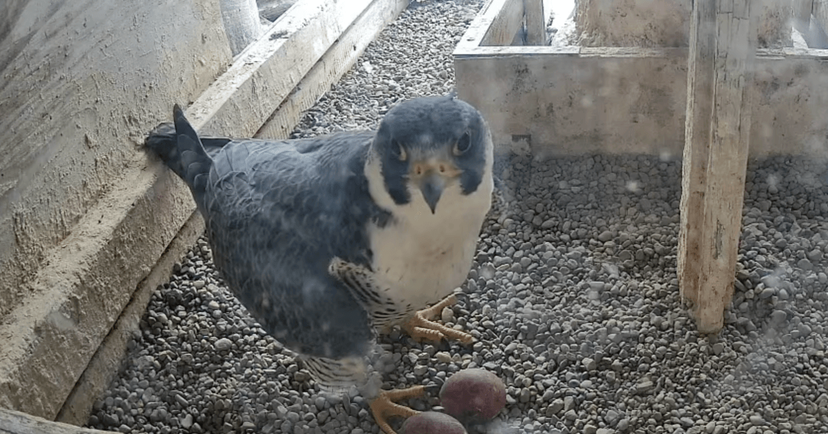 Falcon Cam discovers eggs in Wood County Courthouse clock tower for Spring 2026