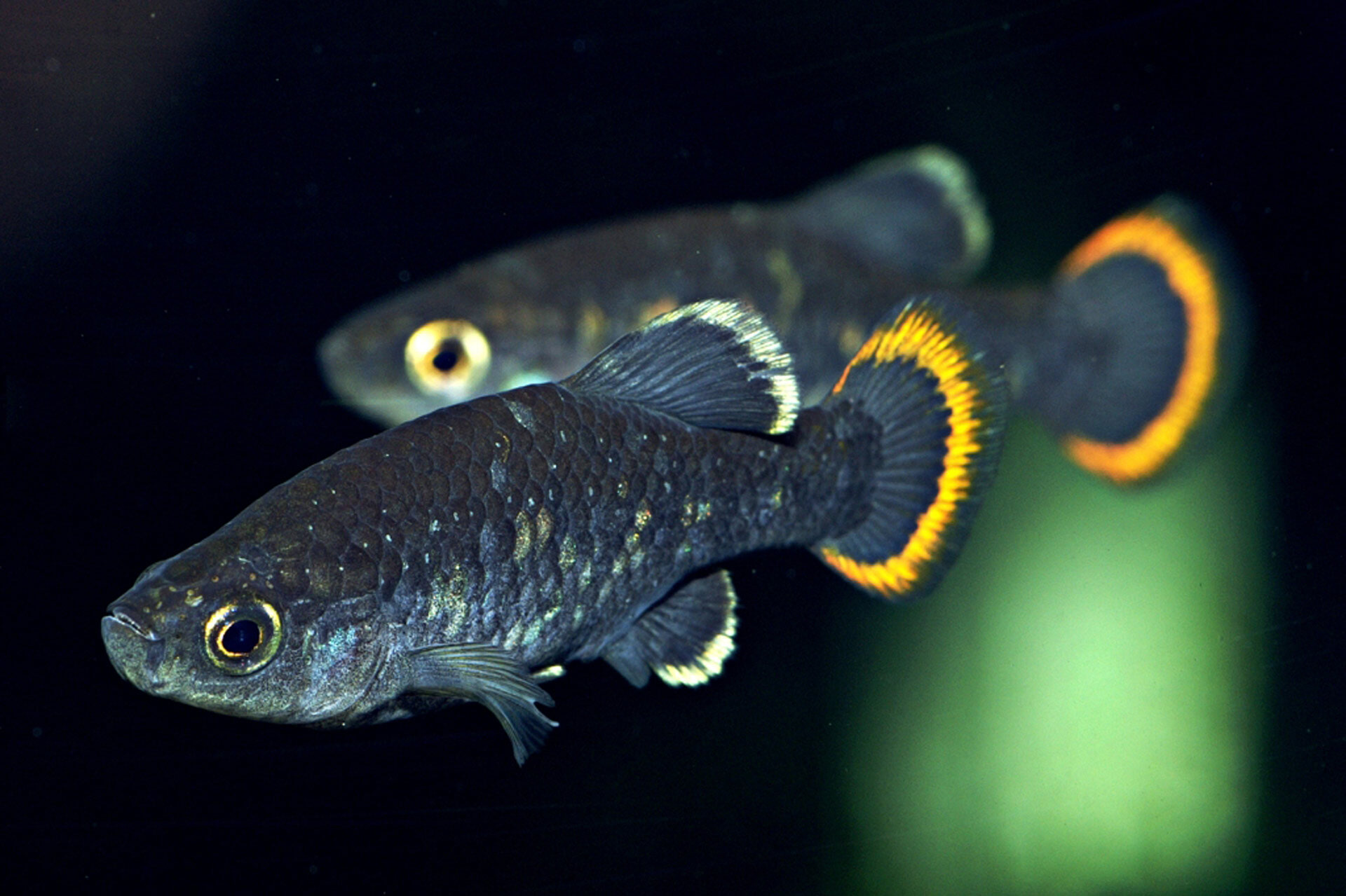A small freshwater fish with a bright yellow tail fin. 