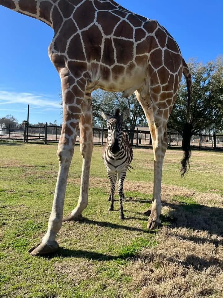 A zebra stands under a giraffe.