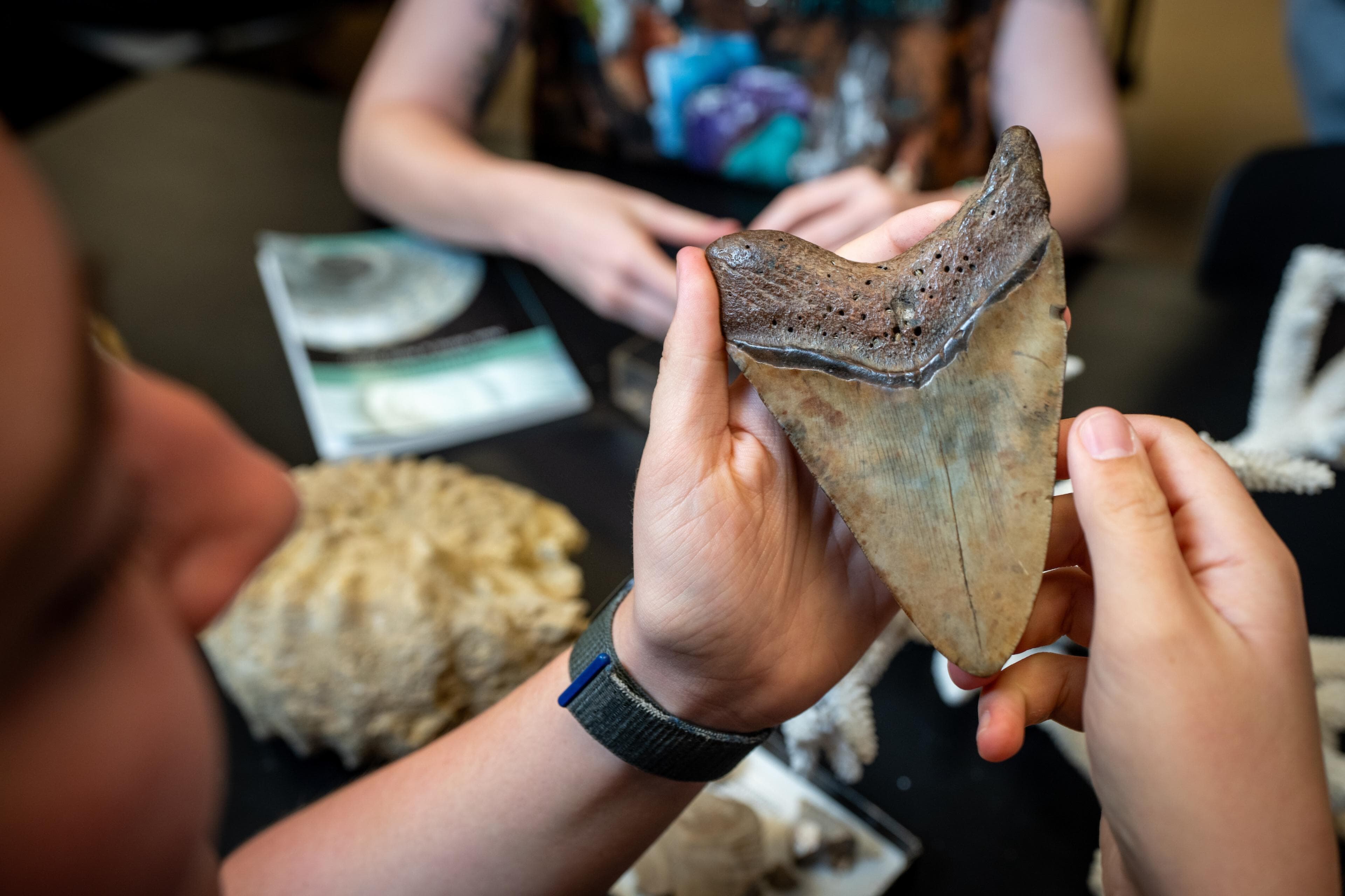 A megalodon fossil