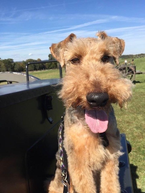 Dash, a Welsh Terrier, sitting in the grass on a sunny day.