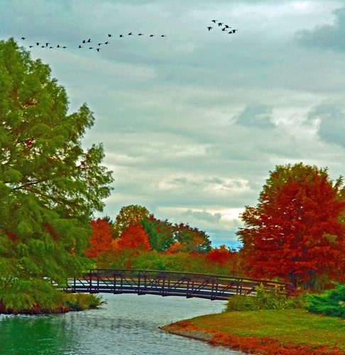 geese over bridge color